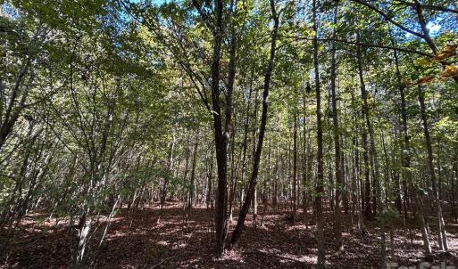 Photo #25 of 5 AC Lot 3 Ernandez, Richburg, SC