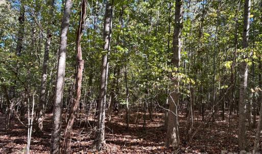 Photo #23 of 5 AC Lot 4 Ernandez, Richburg, SC