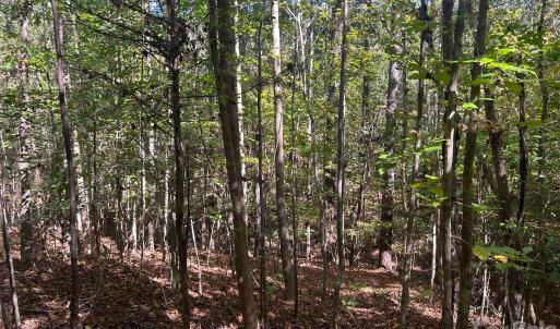 Photo #31 of 5 AC Lot 5 Ernandez, Richburg, SC