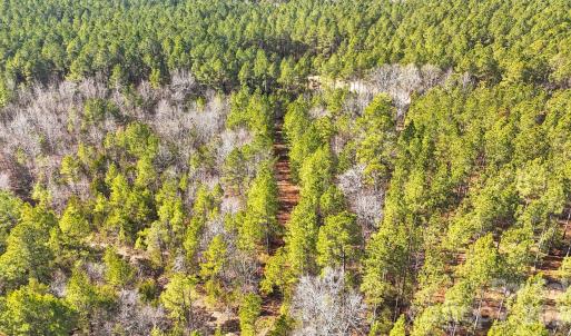 Photo #18 of Shannon, Blackstock, SC