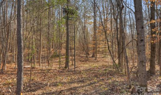 Photo #32 of Shannon, Blackstock, SC