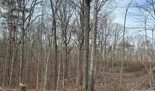 Photo #17 of 33 Ac Lot A Countryside, Blackstock, SC