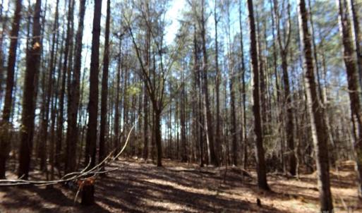 Photo #3 of 42 Ac Hwy 55, Clover, SC