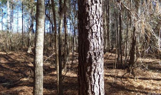 Photo #7 of 42 Ac Hwy 55, Clover, SC