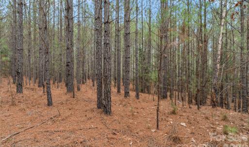 Photo #27 of Woods Ferry, Carlisle, SC