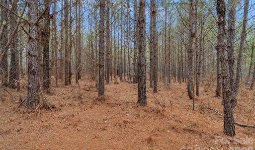 Photo #38 of Woods Ferry, Carlisle, SC