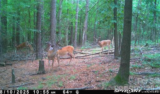 Photo #19 of 1440 Carl Taylor, Peachland, NC