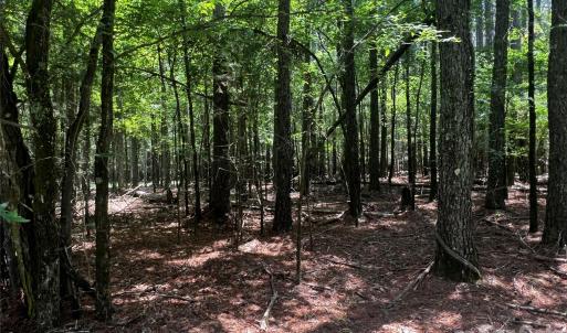 Photo #3 of Sandlapper, York, SC