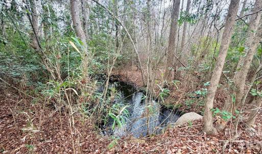 Photo #21 of 505 Shag, Chesterfield, SC