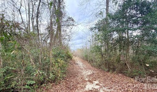 Photo #20 of 505 Shag, Chesterfield, SC