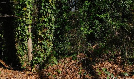 Photo #3 of Todd, Concord, NC