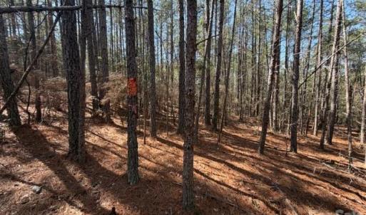 Photo #5 of 12.68 Acre 99, Blair, SC