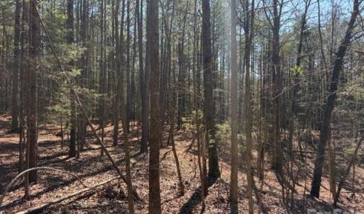 Photo #32 of 12.68 Acre 99, Blair, SC