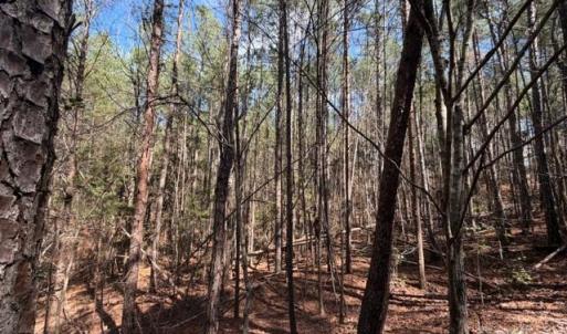 Photo #7 of 12.68 Acre 99, Blair, SC