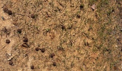 Photo #35 of 12.68 Acre 99, Blair, SC