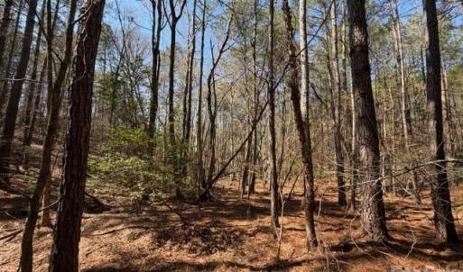 Photo #10 of 12.68 Acre 99, Blair, SC