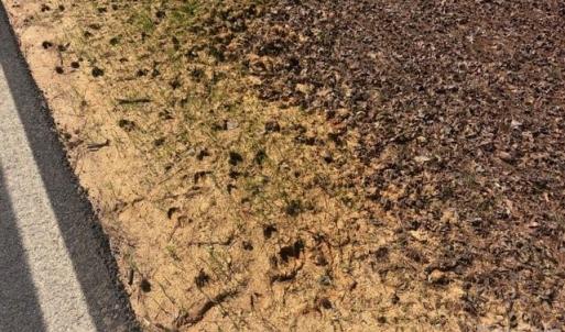 Photo #41 of 12.68 Acre 99, Blair, SC