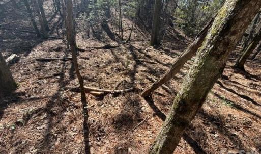 Photo #11 of 12.68 Acre 99, Blair, SC