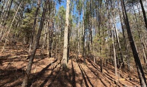 Photo #21 of 12.68 Acre 99, Blair, SC