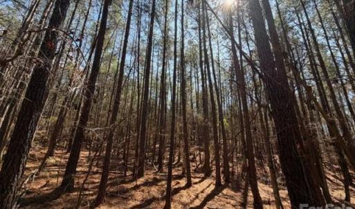 Photo #30 of 12.68 Acre 99, Blair, SC