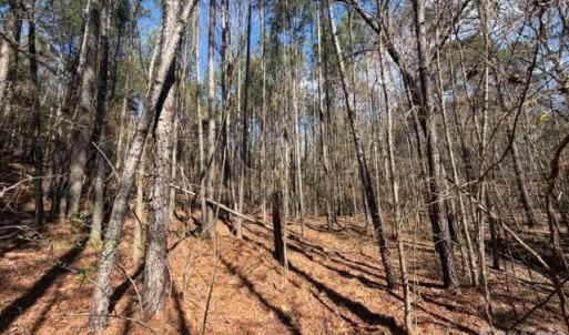 Photo #20 of 12.68 Acre 99, Blair, SC