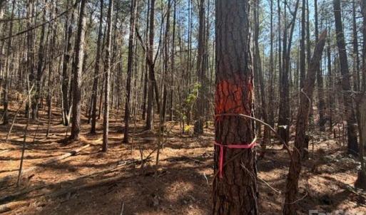 Photo #28 of 12.68 Acre 99, Blair, SC