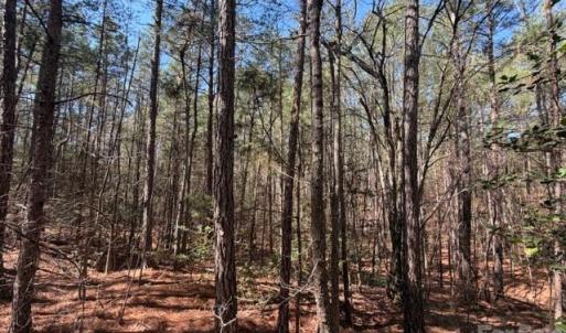 Photo #8 of 12.68 Acre 99, Blair, SC