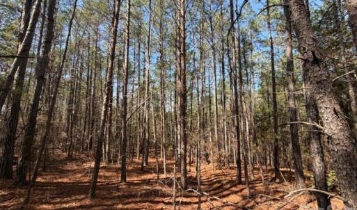 Photo #6 of 12.68 Acre 99, Blair, SC