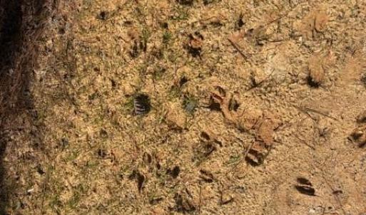 Photo #40 of 12.68 Acre 99, Blair, SC