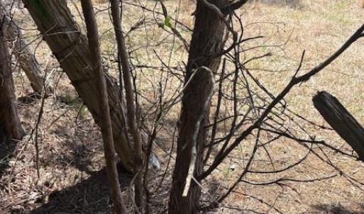 Photo #4 of 7350 Paul Linker, Concord, NC