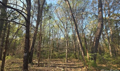 Photo #1 of Aziza, Rock Hill, SC