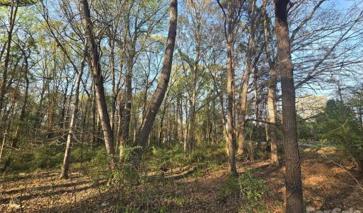 Photo #4 of Aziza, Rock Hill, SC