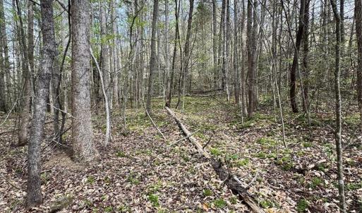 Photo #10 of 101 Autumn Leaves, Marietta, SC