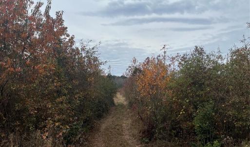 Photo #3 of TBD Wire 2, Cheraw, SC