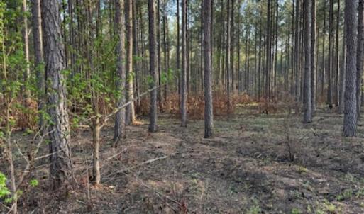 Photo #4 of Clark Mountain, Lilesville, NC