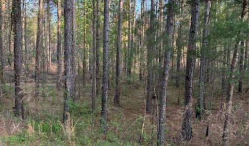 Photo #3 of Clark Mountain, Lilesville, NC