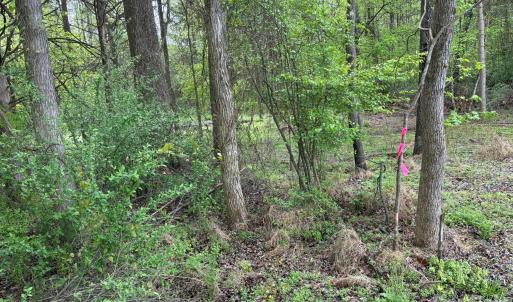 Photo #11 of Miller Pond, Rock Hill, SC