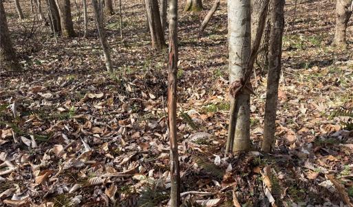 Photo #24 of 1164 Robert C Kellam, Pinnacle, NC