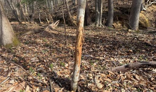 Photo #26 of 1164 Robert C Kellam, Pinnacle, NC