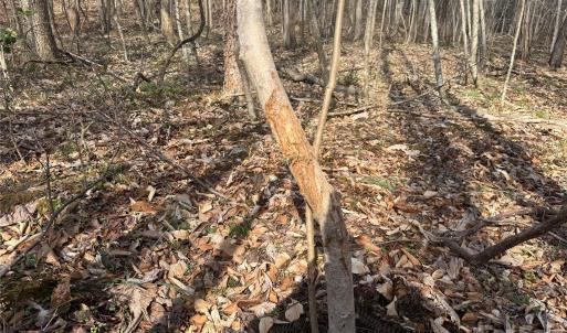 Photo #28 of 1164 Robert C Kellam, Pinnacle, NC