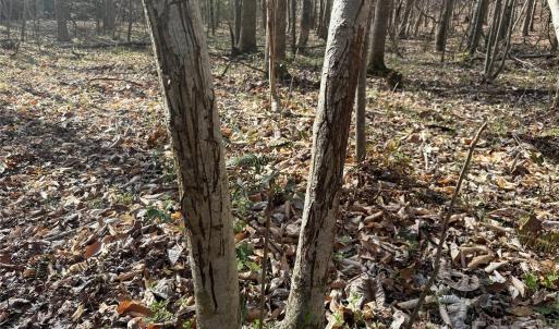 Photo #23 of 1164 Robert C Kellam, Pinnacle, NC