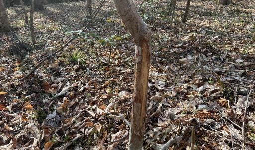 Photo #30 of 1164 Robert C Kellam, Pinnacle, NC