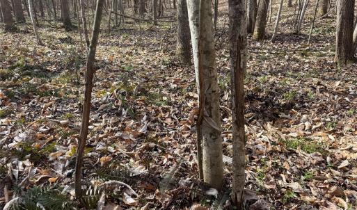 Photo #22 of 1164 Robert C Kellam, Pinnacle, NC