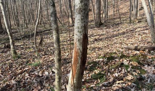 Photo #29 of 1164 Robert C Kellam, Pinnacle, NC