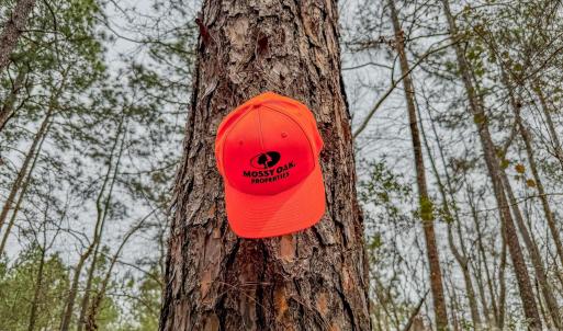 Photo #17 of Lobelia, Vass, NC