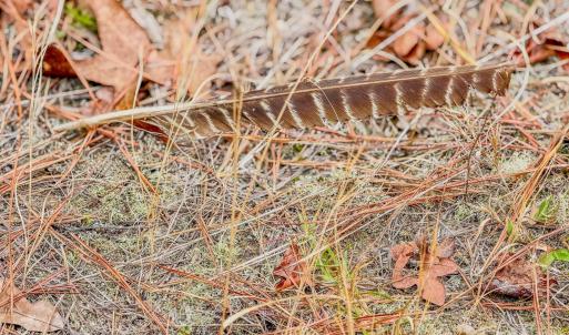 Photo #43 of Lobelia, Vass, NC