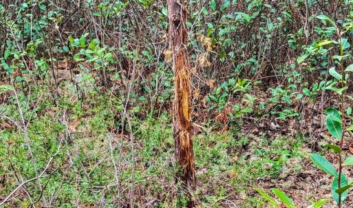 Photo #37 of Lobelia, Vass, NC