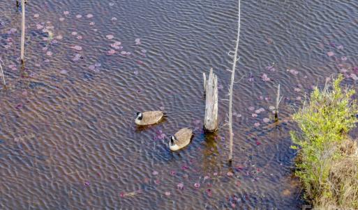 Photo #2 of Lobelia, Vass, NC