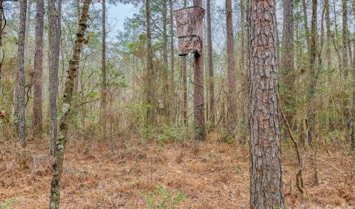 Photo #20 of Lobelia, Vass, NC