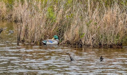 Photo #18 of Lobelia, Vass, NC
